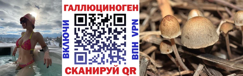 Купить где  Добрянка  Псилоцибиновые грибы Cubensis 
